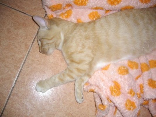 Căţeluşă otrăvită cu furadan